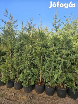 250cm Leylandi ciprus Budapesten!