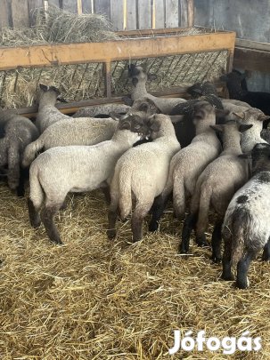 25 db bárány eladó 