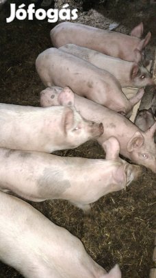 25 kg tól 50 kg ig malacok eladók 