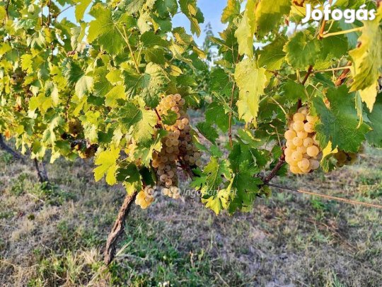 2787 nm-es telek eladó Csopak