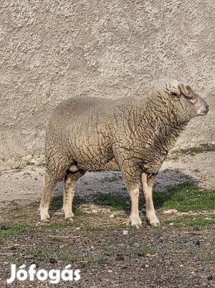 2.5 éves kifejlett Merino kos bárány