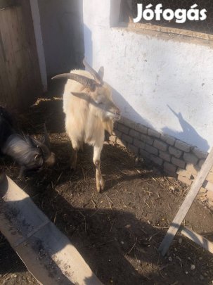 2 Bak kecske elado