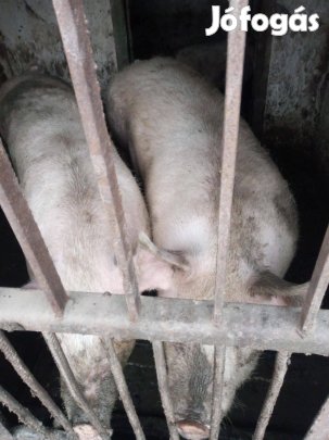 2 Koca Malac Eladó!