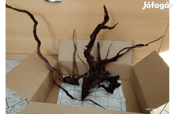2 Red moor fa akvárium terrárium eladó