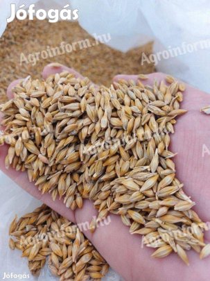 2. fokú árpa vetőmag eladó