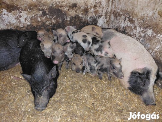 2 csöngőhasu göbe 12   malacal eladó