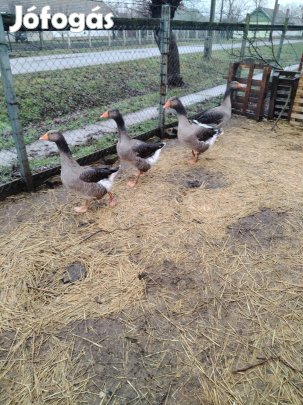 2 darab fiatal tojó liba eladó egyben