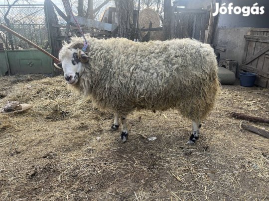 2 darab kosbirka eladó