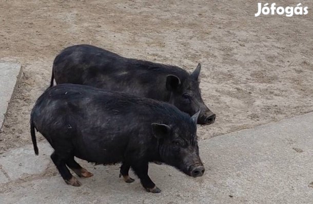 2 darab leszivott csüngő hasu koca!