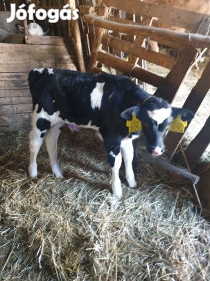 2 db 2 hetes bika borjúk eladók.  