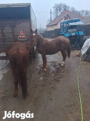 2 db 3. éves csiko elado