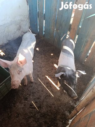 2 db 40kg-os süldő eladó és vietnámik