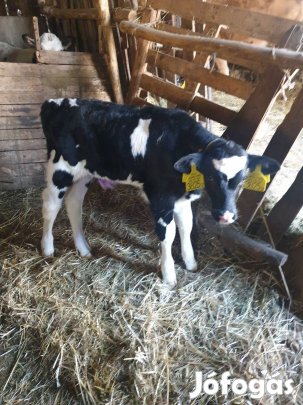 2 db 5 hetes bika borjúk eladók. 