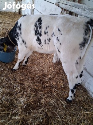 2-db Húshasznú üsző eladó