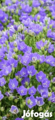 2 db Kárpáti harangvirág együtt eladó