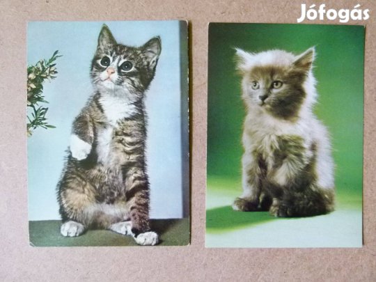 2 db. cicás képeslap