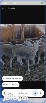 2 db. fűnyírót vásárolnák. 