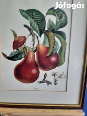 2 db, gyümölcsöket ábrázoló nyomat