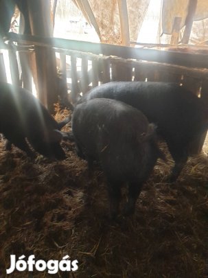 2 db duroc hízok eladók. 