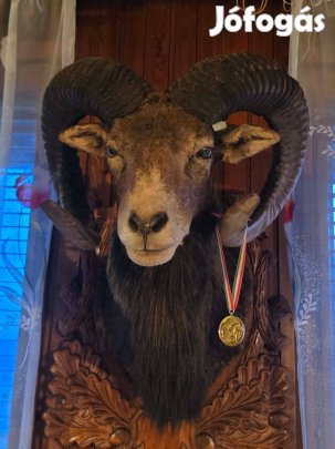 2 db érmes muflon (prémium)