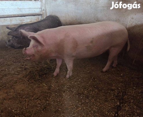 2 db hízó eladó!