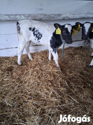 2-db húshasznú üsző eladó