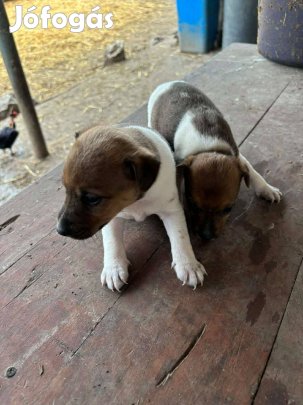 2 db ingyen elvihető fajtatiszta jellegű foxterrier foxi kutyus keresi