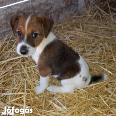 2 db ingyen elvihető fajtatiszta jellegű foxterrier foxi kutyus keresi