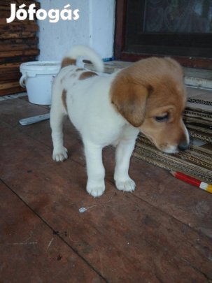 2 db ingyen elvihető fajtatiszta jellegű foxterrier foxi kutyus keresi