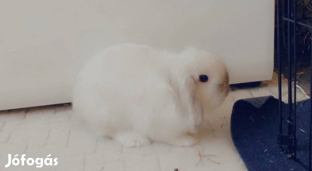 2 db ivartalanított törpenyúl, felszereléssel együtt