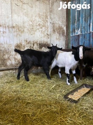 2 db jerke kecske eladó