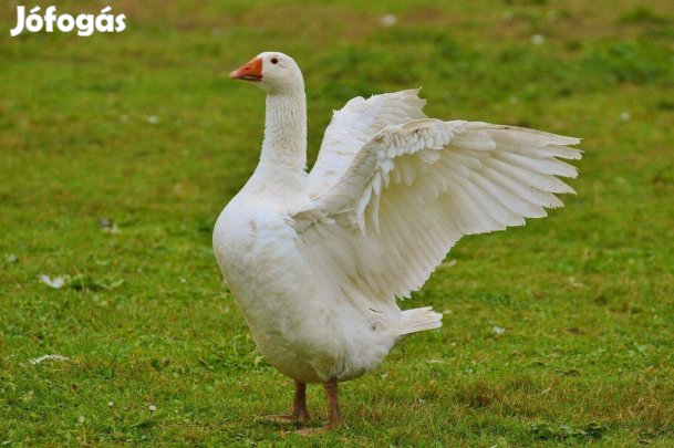 2 db liba gunár eladó