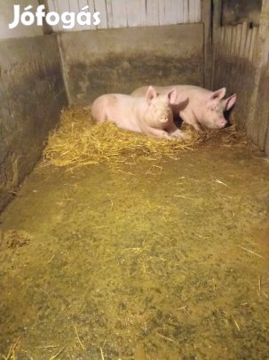 2 db malac eladó Kabán