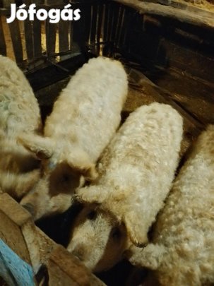 2 db mangalica süldő eladó