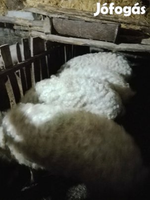 2 db mangalica süldő eladó 85-90 kg