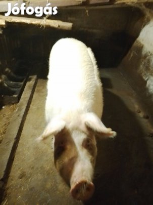 2 db nagy súlyú hízó eladó