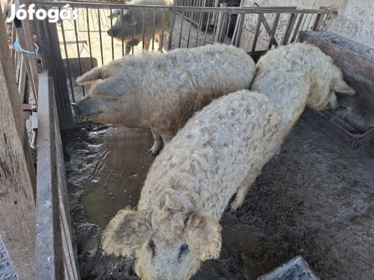 2 db szökemangalica eladó