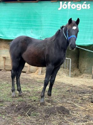 2 db tiszta vérű nonius mén csikó