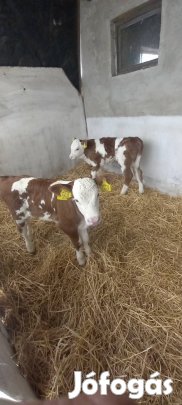 2 db üsző borjú