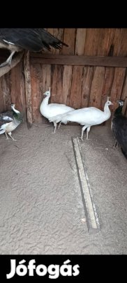 2 egyed tavalyi 2025-ös fehér valószínűleg kakas páva 