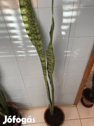 2-es számú fejlett anyósnyelv növény