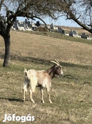 2 éves Herélt bak ,helyhiány miatt sürgősen eladó