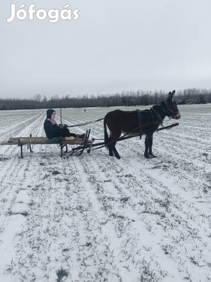 2 éves csődör szamár