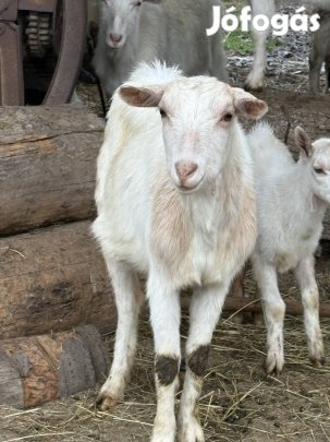 2 éves előhasú anyakecske