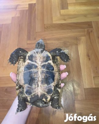 2 éves görög teknős elköltözne