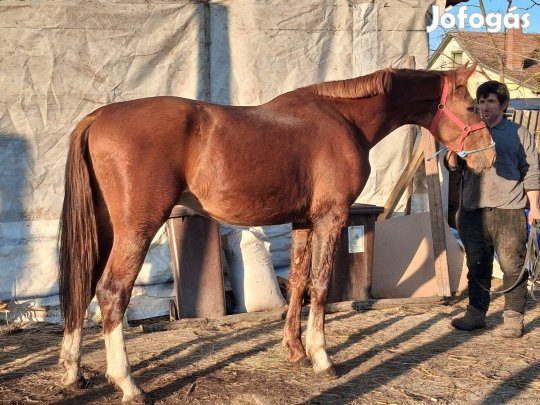 2 éves holland csikó eladó 