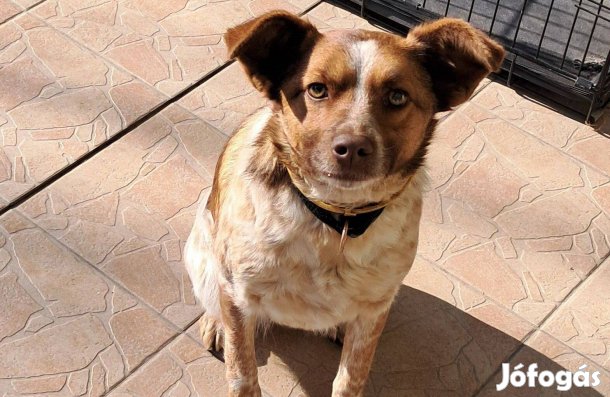 2 éves ivartalanított, oltott, chipes lány kutya örökbe fogadható