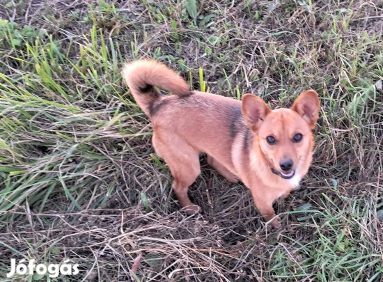 2 éves ivartalanított, oltott, chipes lány kutya örökbe fogadható