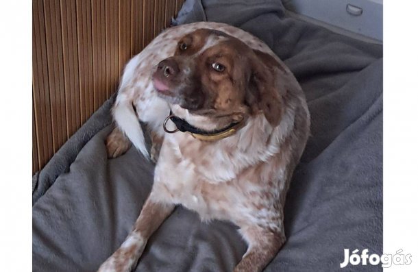 2 éves ivartalanított, oltott, chipes lány kutya örökbe fogadható