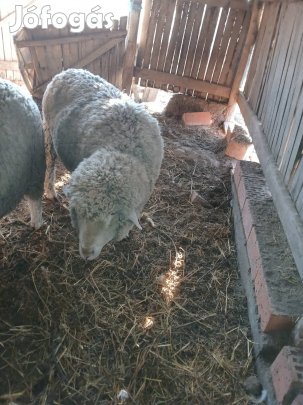 2 éves merinó kos 